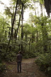 Rear view of man walking on road in forest