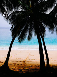 Palm trees on beach against sky