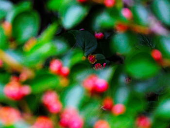 Close-up of red flowers