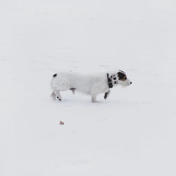 Dogs on snow covered field