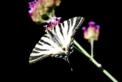 Close-up of butterfly on flower