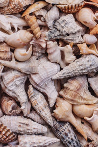 Full frame shot of shells