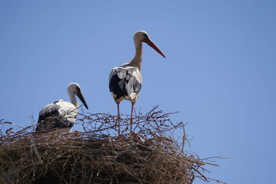 Bird perching on nest against clear sky