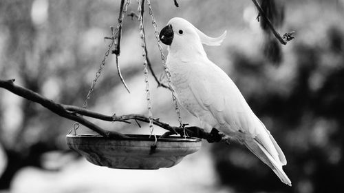 Close-up of cockatoo perching on bird feeder