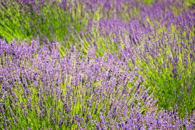 Purple flowers blooming in field