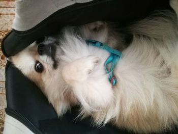 Close-up portrait of dog relaxing at home