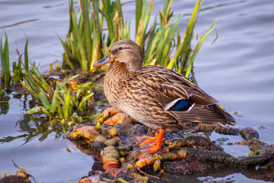 Female malard duck perching on a lake