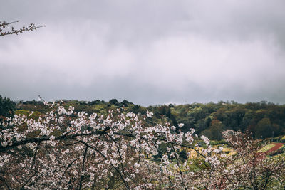 View of cherry blossom against sky