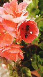 Close-up of red flower