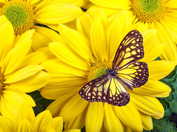 Close-up of butterfly pollinating on yellow flower