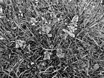 High angle view of dry plants on field