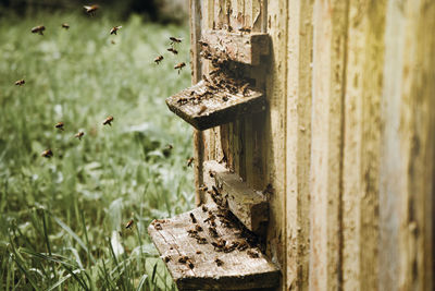 Close-up of rusty metal on wood