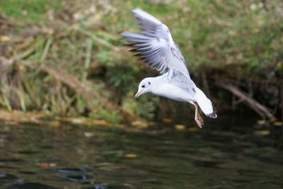 Seagull flying over white background