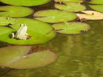 High angle view of lotus water lily in pond