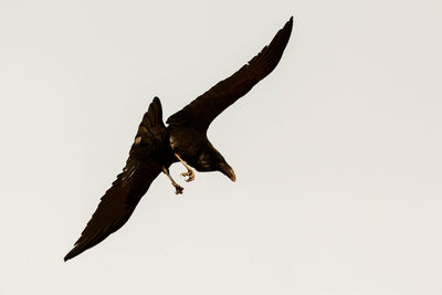 Low angle view of eagle flying in sky