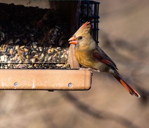 Close-up of female cardinal perching on bird feeder