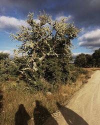 Close-up of flower tree against sky