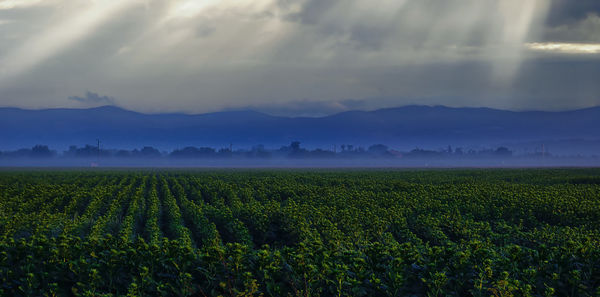 Scenic view of agricultural foggy field against sky