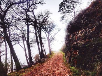 Dirt road passing through forest