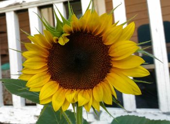 Close-up of sunflower