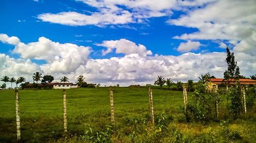 Scenic view of grassy field against sky