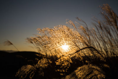 Close-up of silhouette plants against sky during sunset