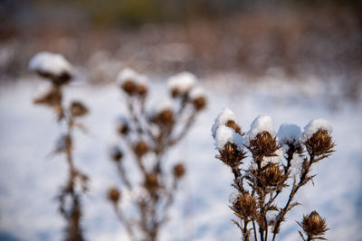 Close-up of snow covered plant