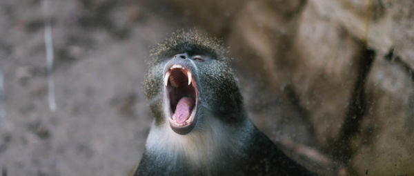 Close-up of baboon yawning in forest