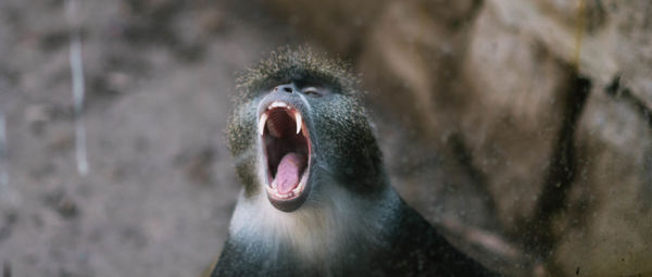 Close-up of a monkey