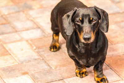 Portrait of black dog sitting outdoors