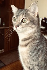 Close-up of cat looking away at home