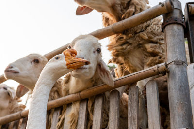 Low angle view of sheep in pen