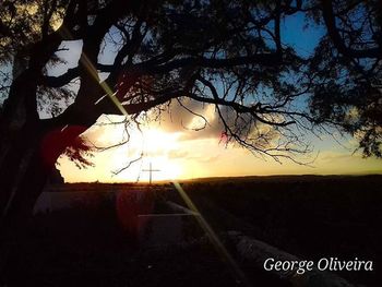 Bare trees on landscape at sunset