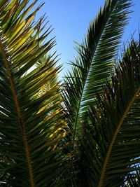 Low angle view of palm trees against blue sky
