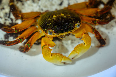 High angle view of crab in water