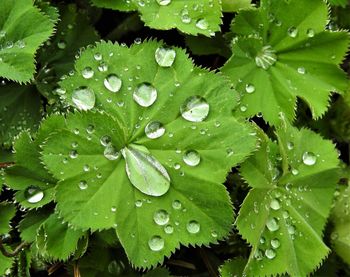 Close-up of wet leaves on rainy day