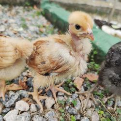 Close-up of a bird on field
