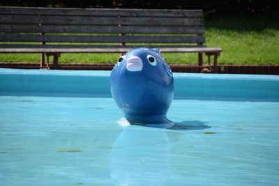 Close-up of a bird on swimming pool