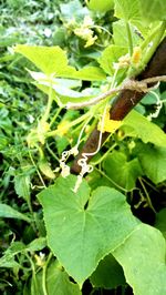 Close-up of insect on plant