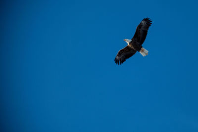 Low angle view of bird flying against clear blue sky