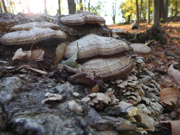 Close-up of tree in forest