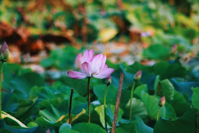 Close-up of pink water lily