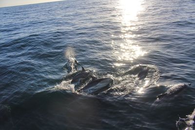 High angle view of dolphins swimming in sea during sunset