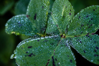 Close-up of raindrops on leaves