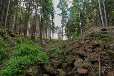 Plants growing on land in forest