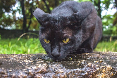 Domestic black cat drinking rainwater from a puddle. 