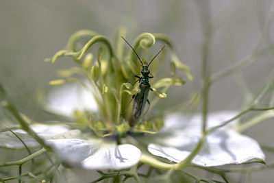 Close-up of insect on flower