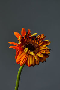 Close-up of orange flower against black background