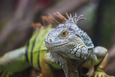 Close-up of a lizard