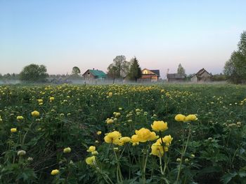 Yellow flowers growing on field by buildings against sky